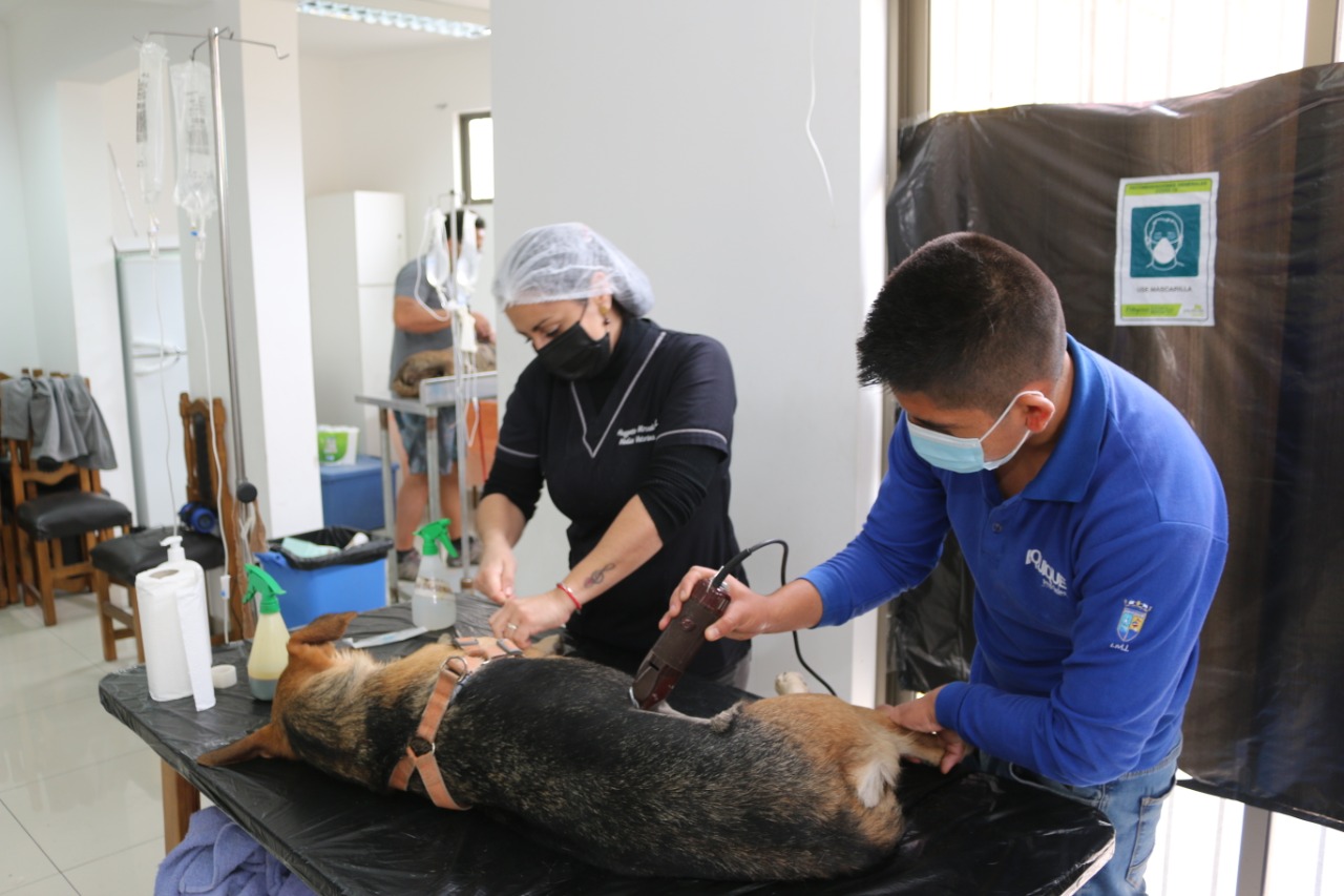 ¡Atención Doglovers y Catlovers!: Canil Municipal de Iquique abre mil cupos gratuitos para esterilizaciones