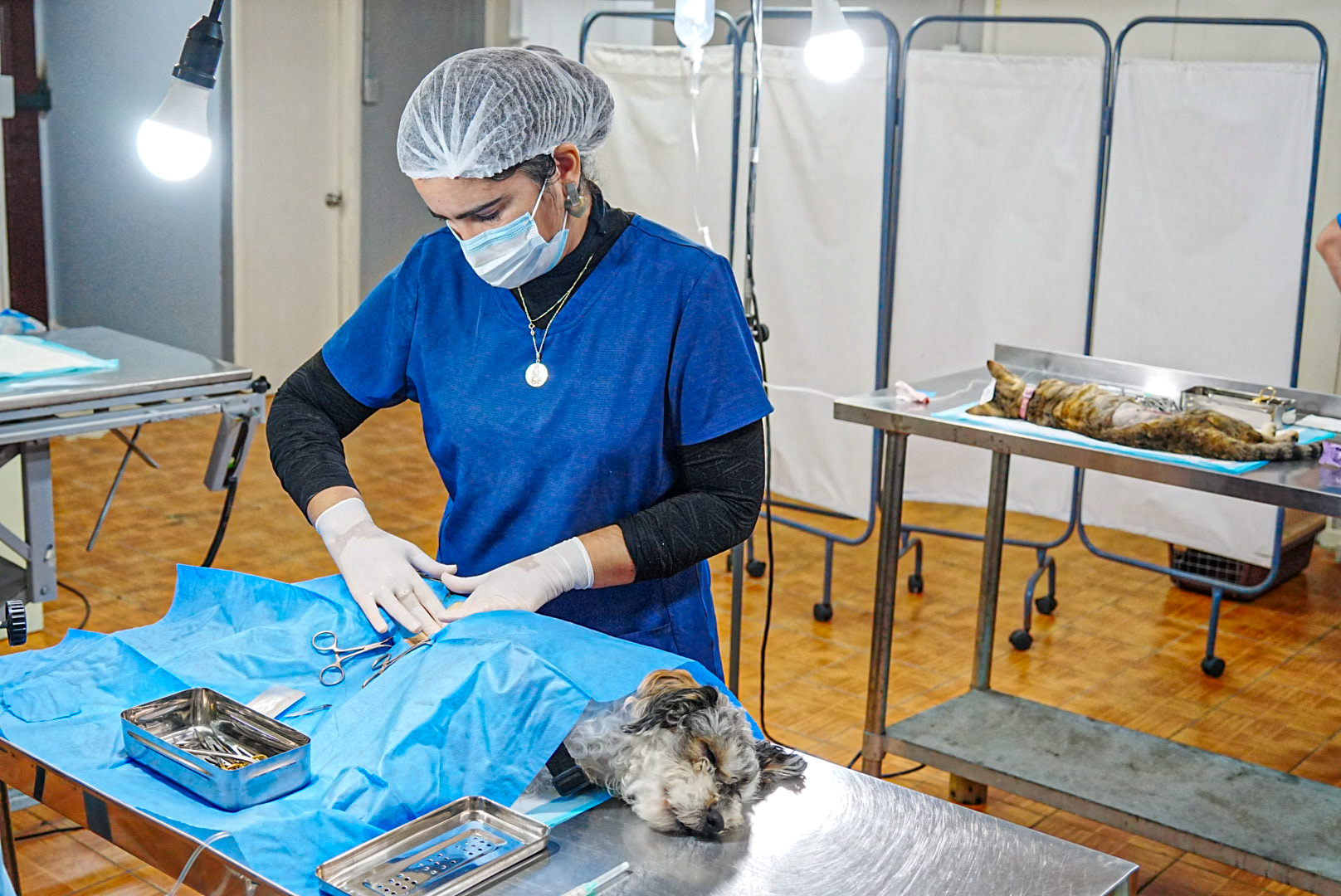 Municipalidad de Iquique inicia inscripciones para esterilización de mascotas